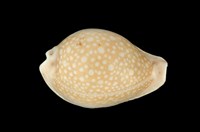 藏品(初雪寶螺)的圖片